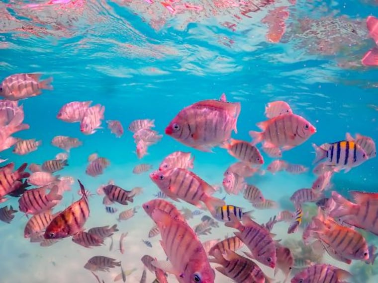 Underwater World Pattaya_1